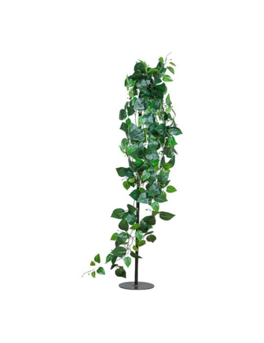 POTHOS CADENTE X219 GREEN