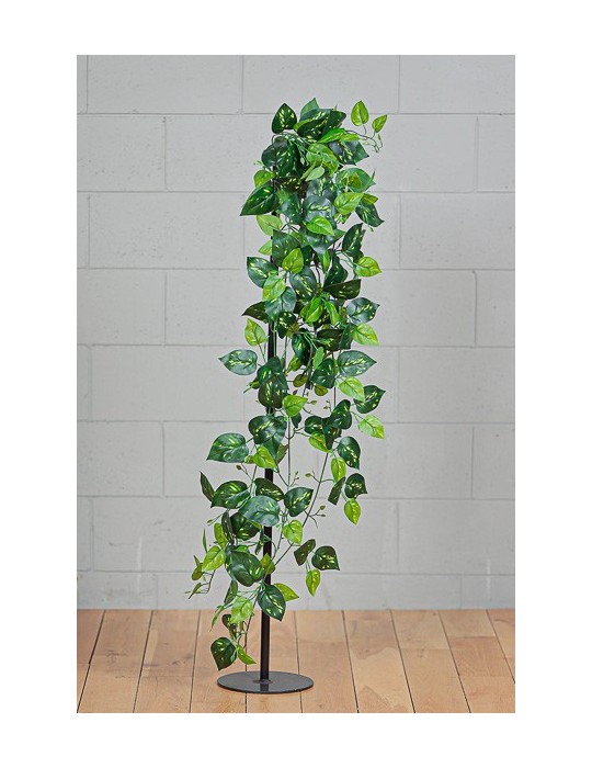 POTHOS CADENTE GREEN