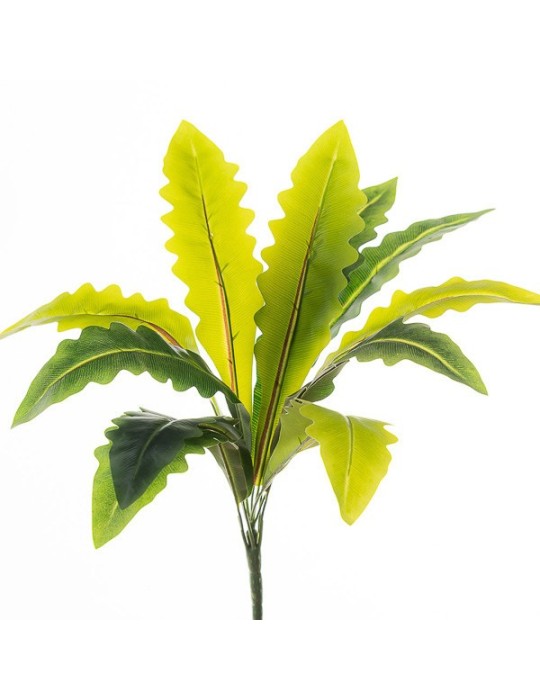 MAZZO DRACENA X11 LVS CM37 CURVE