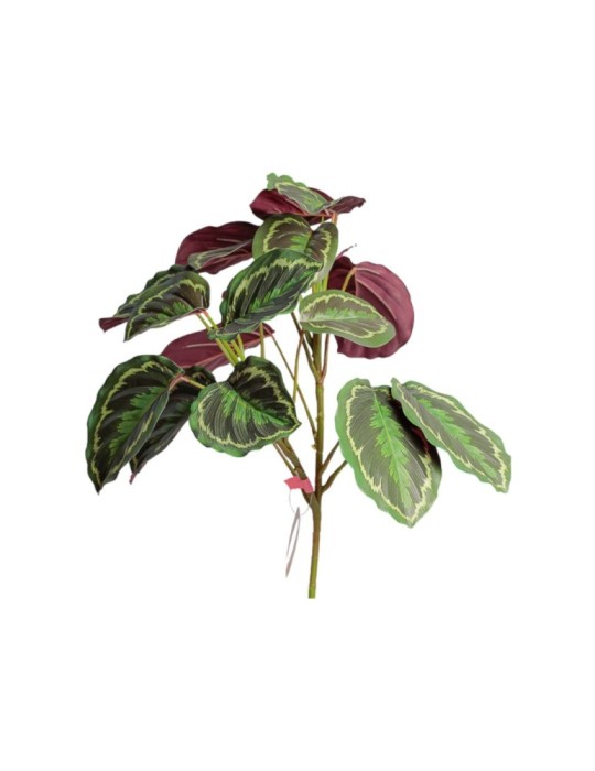 PIANTA DI CALATHEA CM76