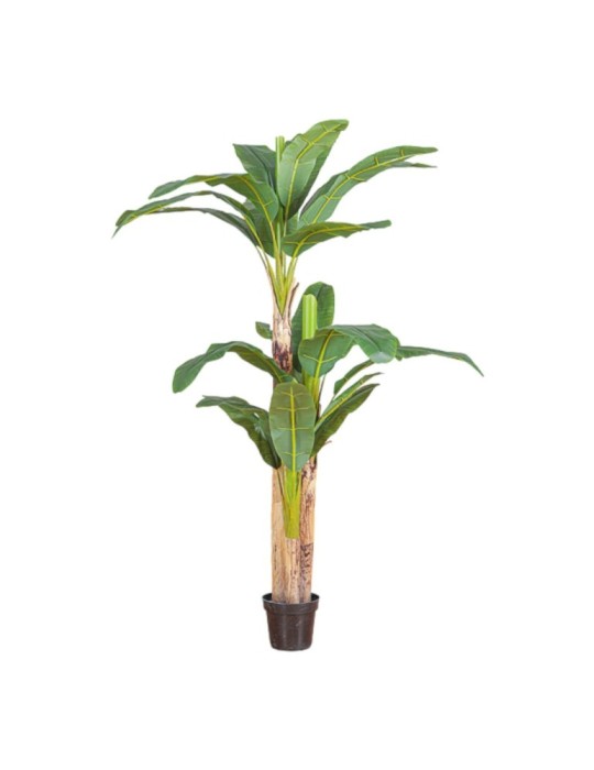 PIANTA BANANO CM 240 GREEN