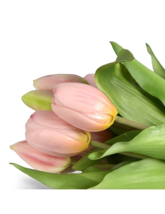 BUSH TULIPANO X7 ROSA