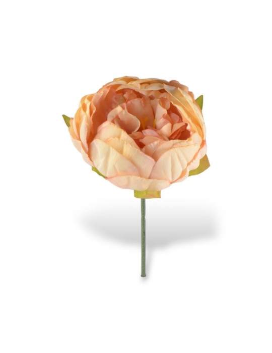 PEONIA PESCA STELO CM10XD11