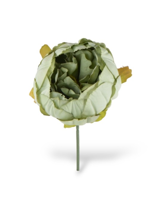 PEONIA VERDE STELO CM10XD11