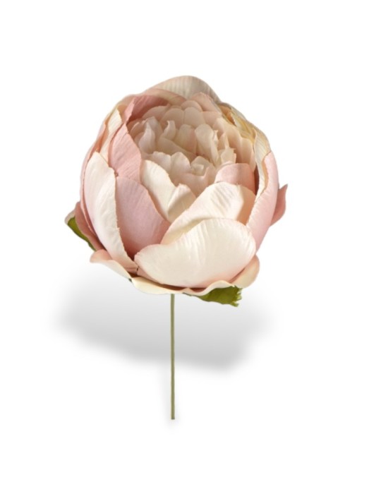 PEONIA CIPRIA STELO 10CM