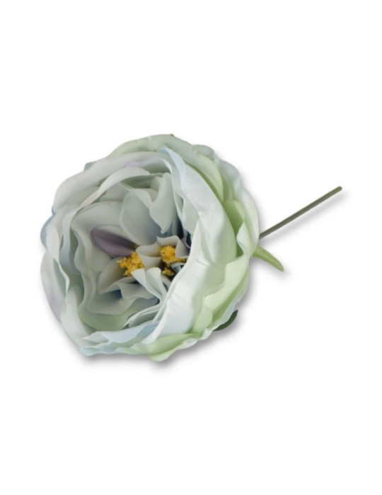 PEONIA CELESTE STELO 10CM