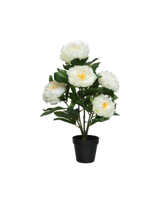 PIANTA PEONIE WHITE H57