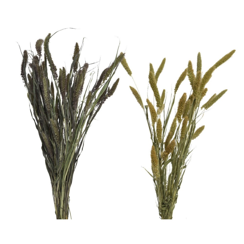 FIORI DA FIUME H75 2COLORI