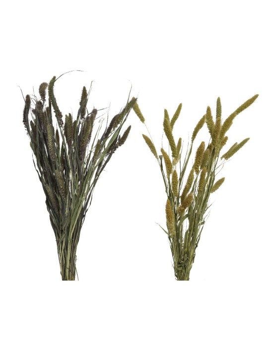 FIORI DA FIUME H75 2COLORI