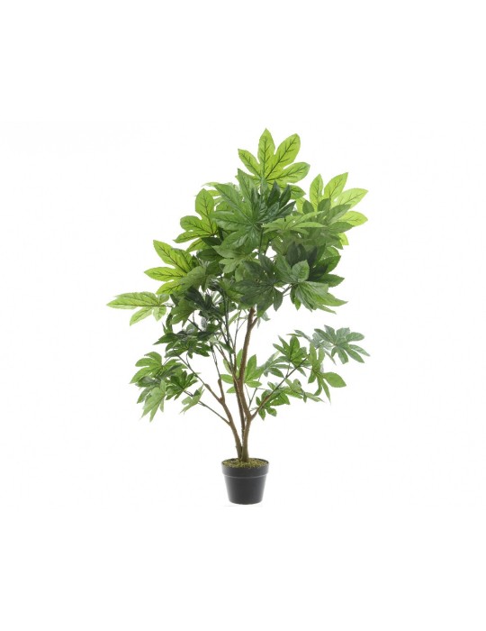 PIANTA ARALIA VERDE 70X70XH90