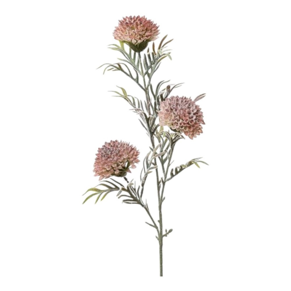 RAMO ZINNIA CM75 BEAUTY