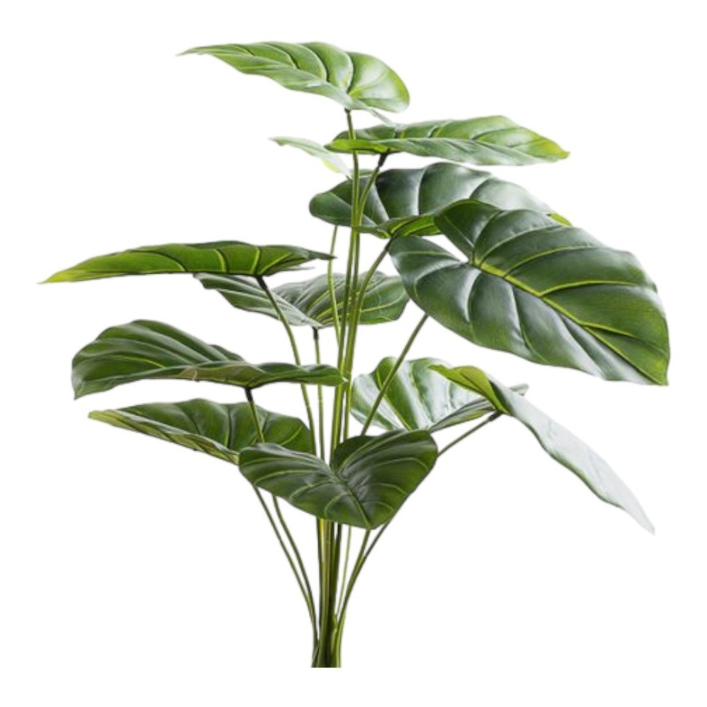 MAZZO PHOTOS X 12 CM 60 GREEN