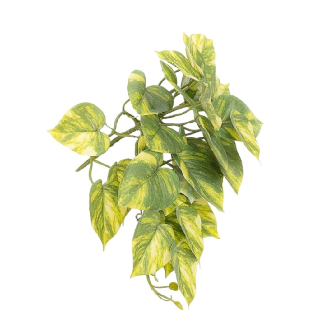 MAZZO CADENTE  PHOTOS CM52X34X21