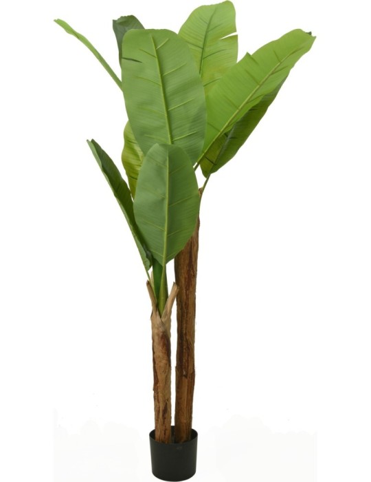PIANTA BANANO 160CM ALTA