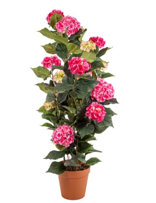 PIANTA ORTENSIE ROSA  CON VASO