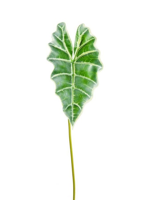 FOGLIA CALADIUM ORTHOLANUM OUTDOOR