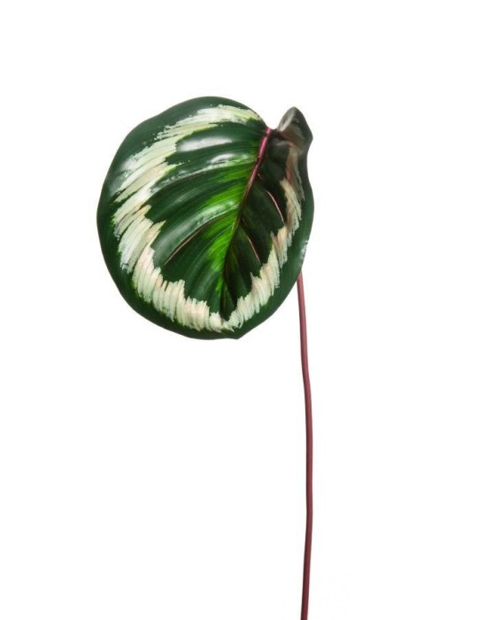 FOGLIA CALATHEA ORNATA OUTDOOR 39CM
