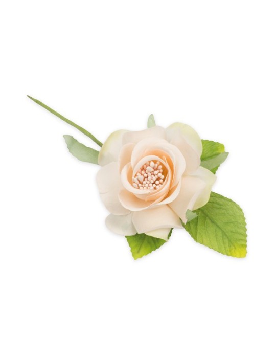 CAMELIE CON FOGLIE CIPRIA