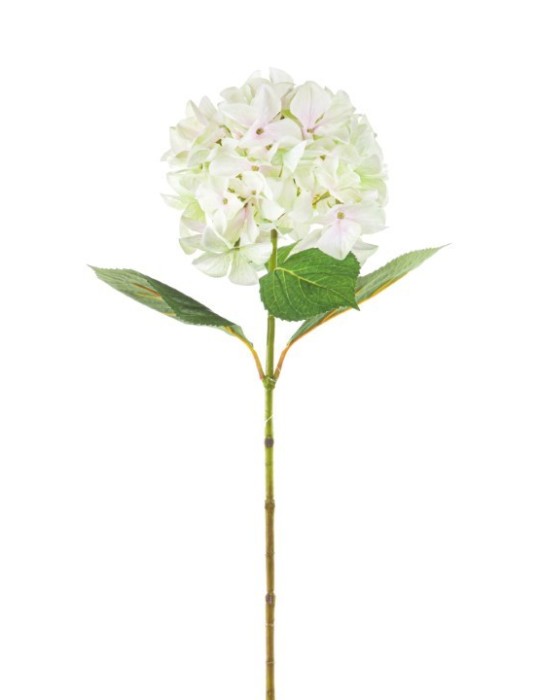 ORTENSIA SINGOLA CM.69 GREEN