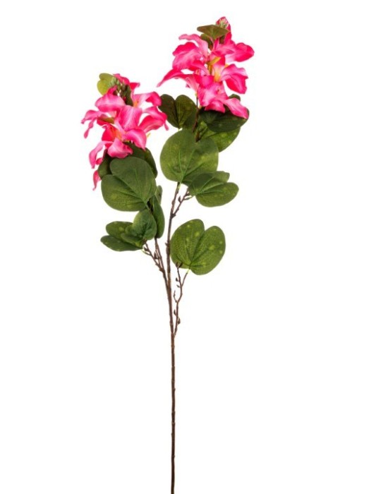 TRALCIO BAUHINIA VARIEGATA CM.90