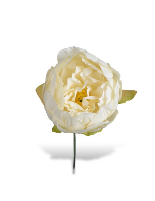 PEONIA ECRU STELO CM10XD11