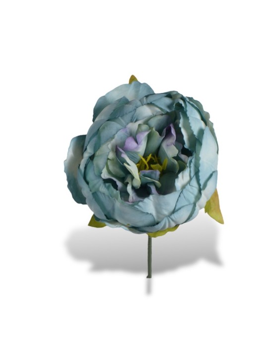 PEONIA TURCHESE STELO CM10XD11